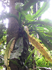 s_A_PICT0090_thumb.png